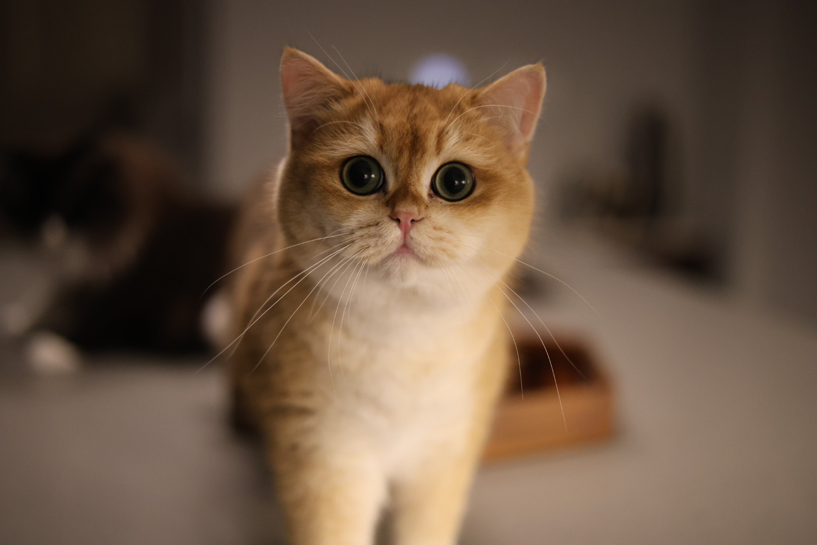 Photo by Mushair